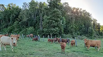 Inversiones Zanzíbar PRV